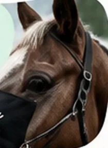 A horse wearing an embroidered fly mask